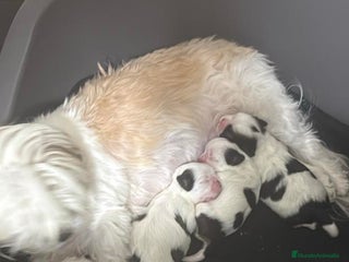 Shih Tzu perros Para febrero shizup toys - Anuncio 1