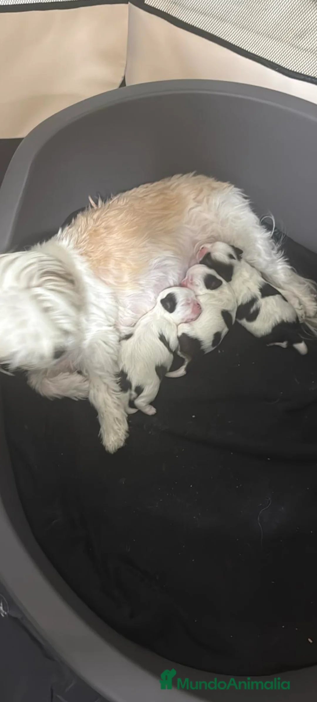 Shih Tzu perros en venta: Para febrero shizup toys  - Anuncio 1