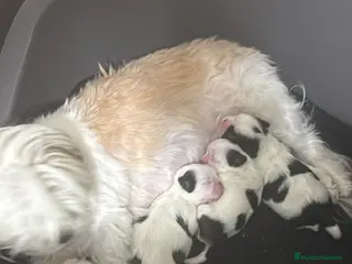 Shih Tzu perros Para febrero shizup toys - Anuncio 2