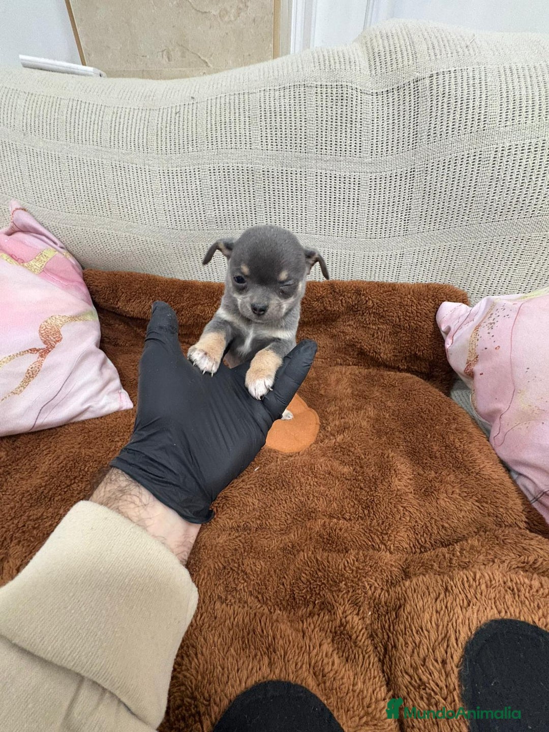 Chihuahua perros en venta: Impresionante Chihuahua blue - Anuncio 8