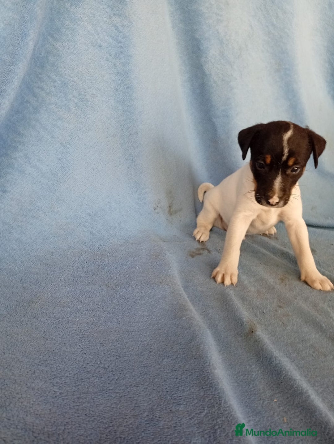 Ratonero Bodeguero Andaluz perros en venta: Bodeguero andaluz  - Imagen 4