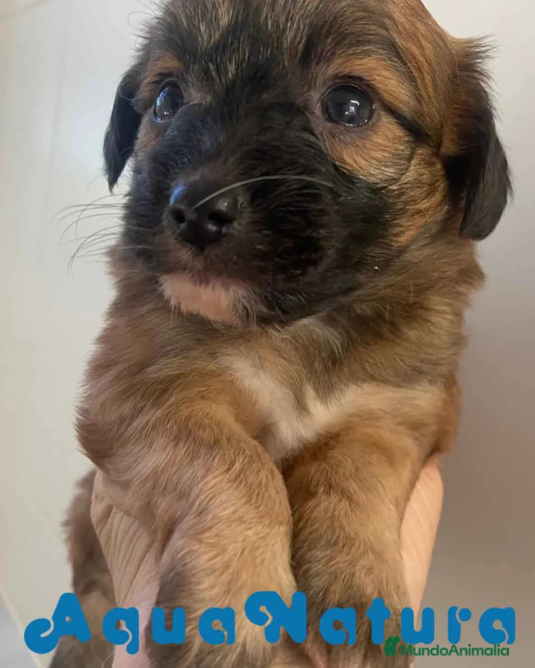 Chihuahua perros en venta: Chihuahua Macho 1 de Reina y Choc AQUANATURA - Anuncio 5