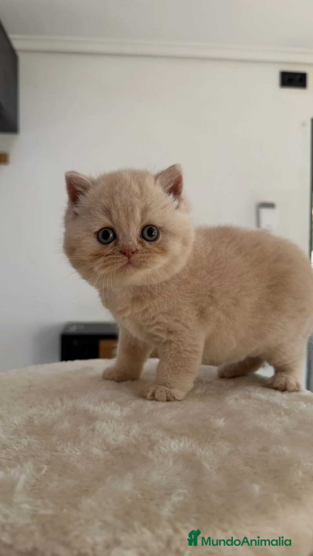 Británico de Pelo Corto gatos en venta: Cchorro British Shorthair  - Anuncio 1