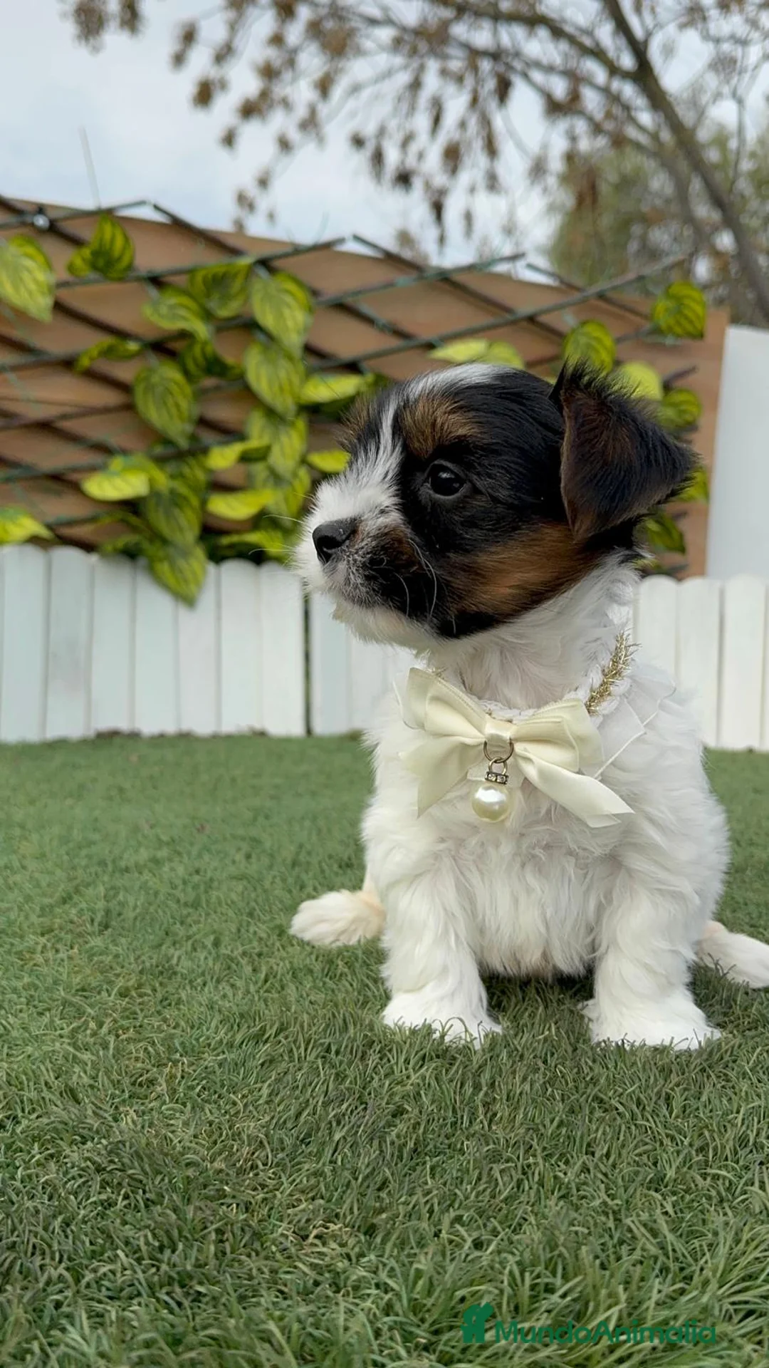 Yorkshire Terrier perros en venta: YORKSHIRE BIEWER - Anuncio 18