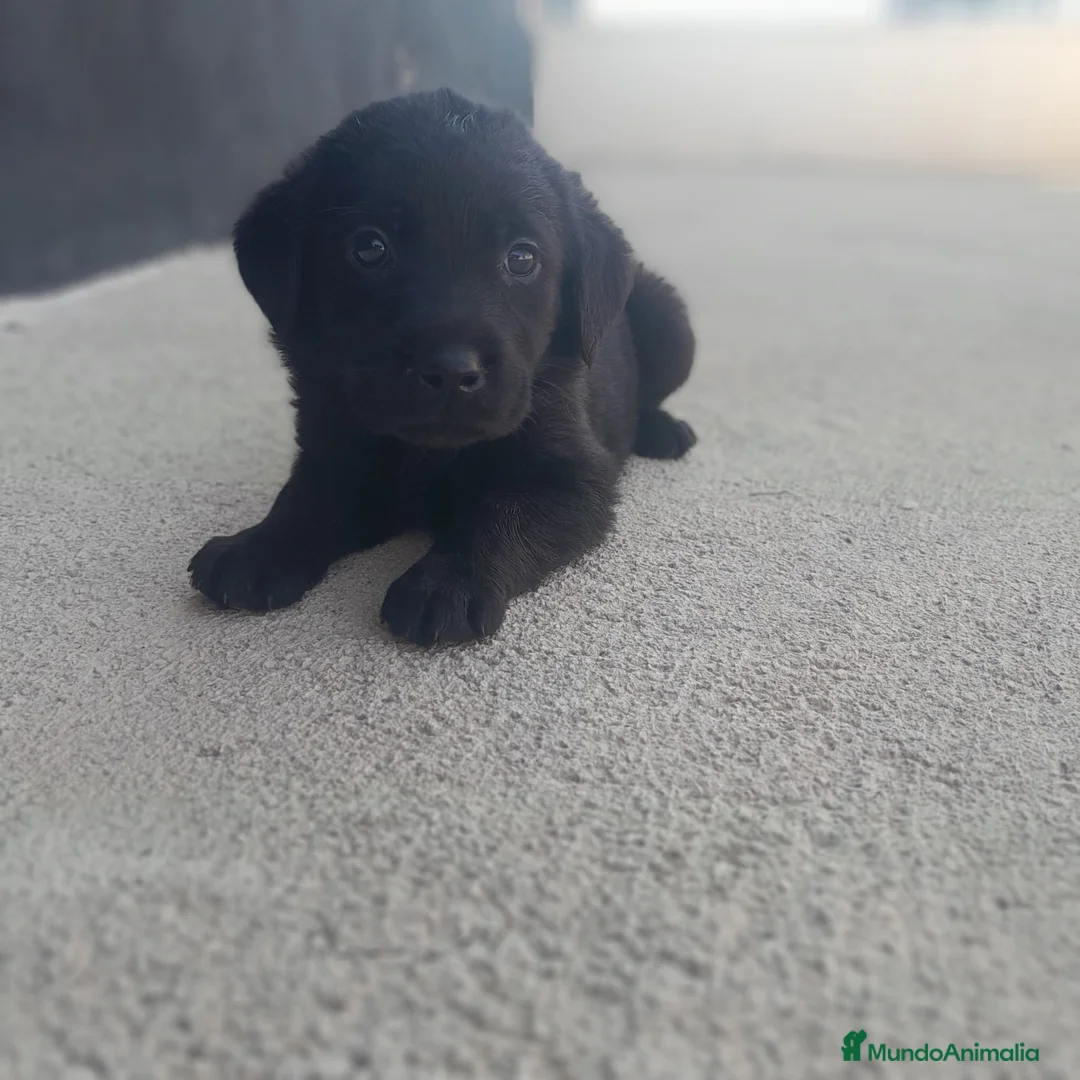 Labrador Retriever perros en venta: LABRADOR - Anuncio 8