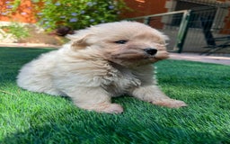 Maltipoo perros en venta: Maltipoo toy - Imagen 2