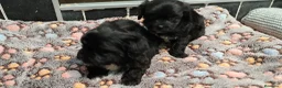Cavapoo perros en venta: Cavapoo Toy - Anuncio 3