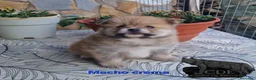 Pomerania perros en venta: Pomeranias sables y crema - Anuncio 4