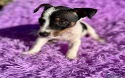 Jack Russell Terrier perros en venta: Jack russell pata corta - Imagen 11