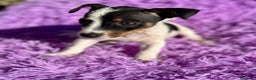 Jack Russell Terrier perros en venta: Jack russell pata corta - Anuncio 11