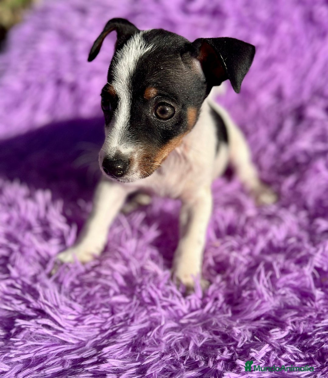 Jack Russell Terrier perros en venta: Jack russell pata corta - Imagen 11