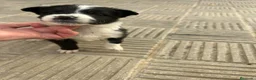 Border Collie perros en venta: Bordell collin Espectaculares Cálidad Maxima - Anuncio 4