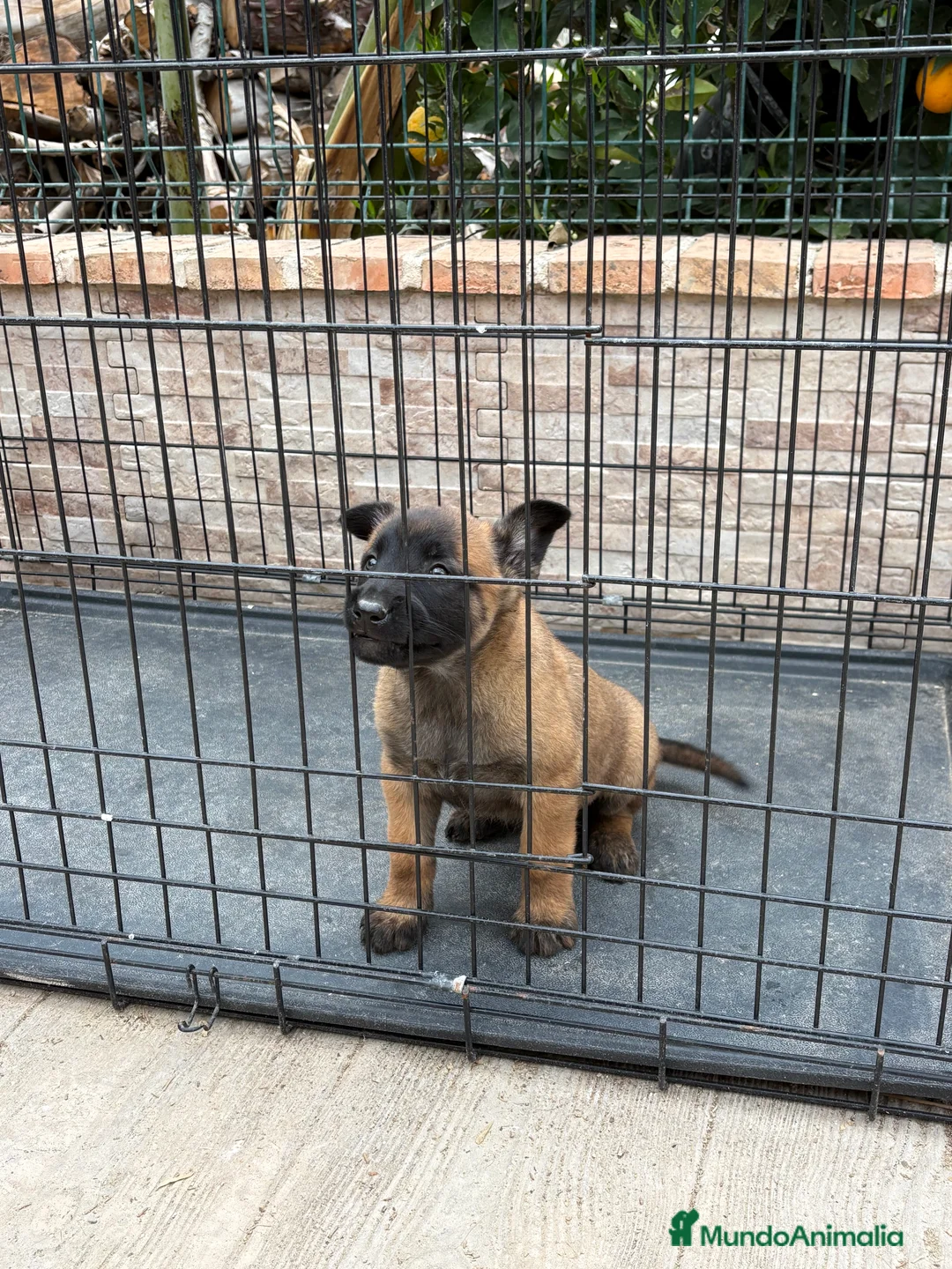 Pastor Belga Malinois perros en venta: Cachorra Malinois  - Anuncio 1