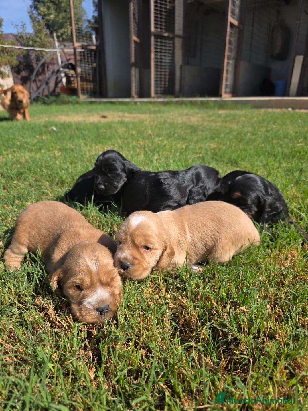 Cocker Spaniel Inglés perros en venta: COCKER SPANIEL INGLES - Imagen 1