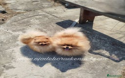 Pomerania perros en venta: Precioso pomerania ositos ✨🐾🐾 - Imagen 5