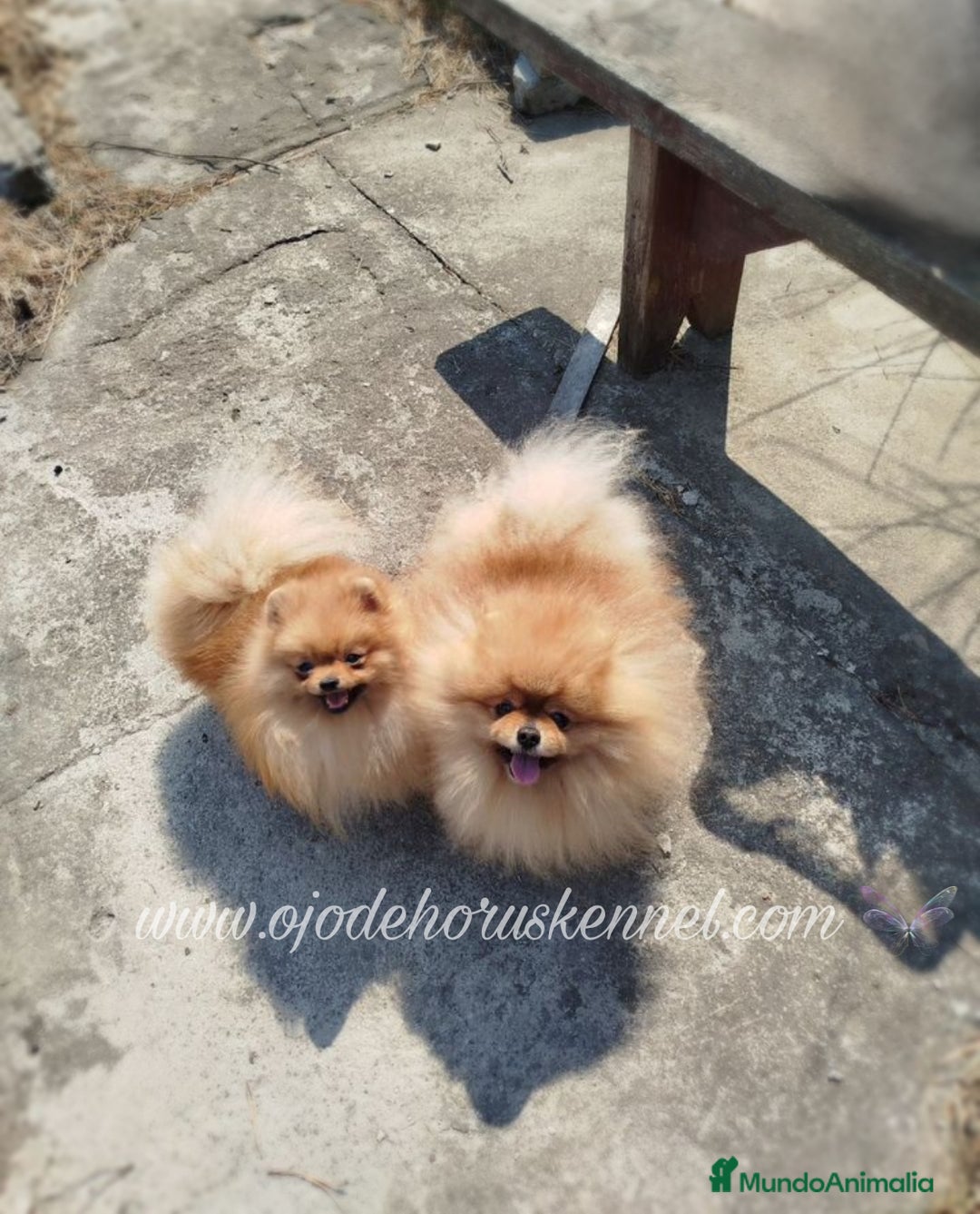 Pomerania perros en venta: Precioso pomerania ositos ✨🐾🐾 - Imagen 5