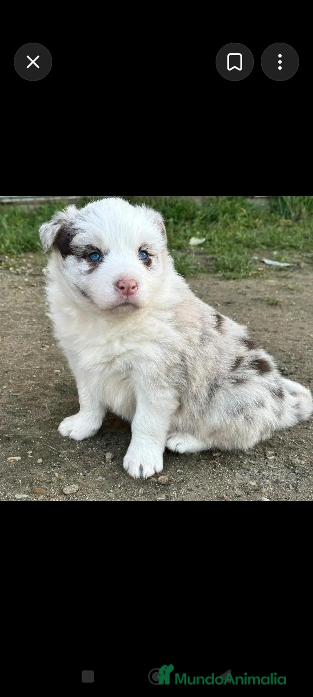 Border Collie perros en venta: Border collie merle - Anuncio 2