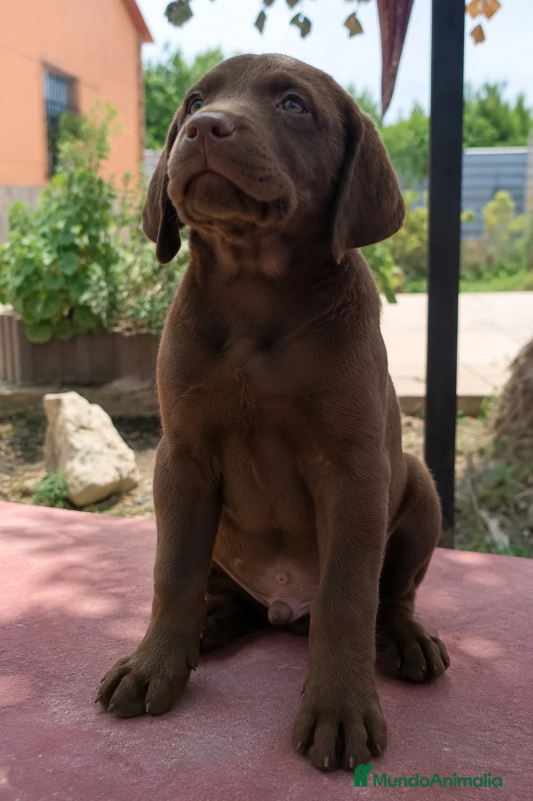 Labrador Retriever perros en venta: Último labrador chocolate!!!!!🐾🐶 en Cádiz - Anuncio 3