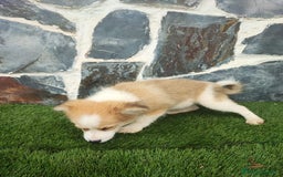 Raza Mixta perros en venta: BORDERPOM macho (pomerania + border collie) - Imagen 2