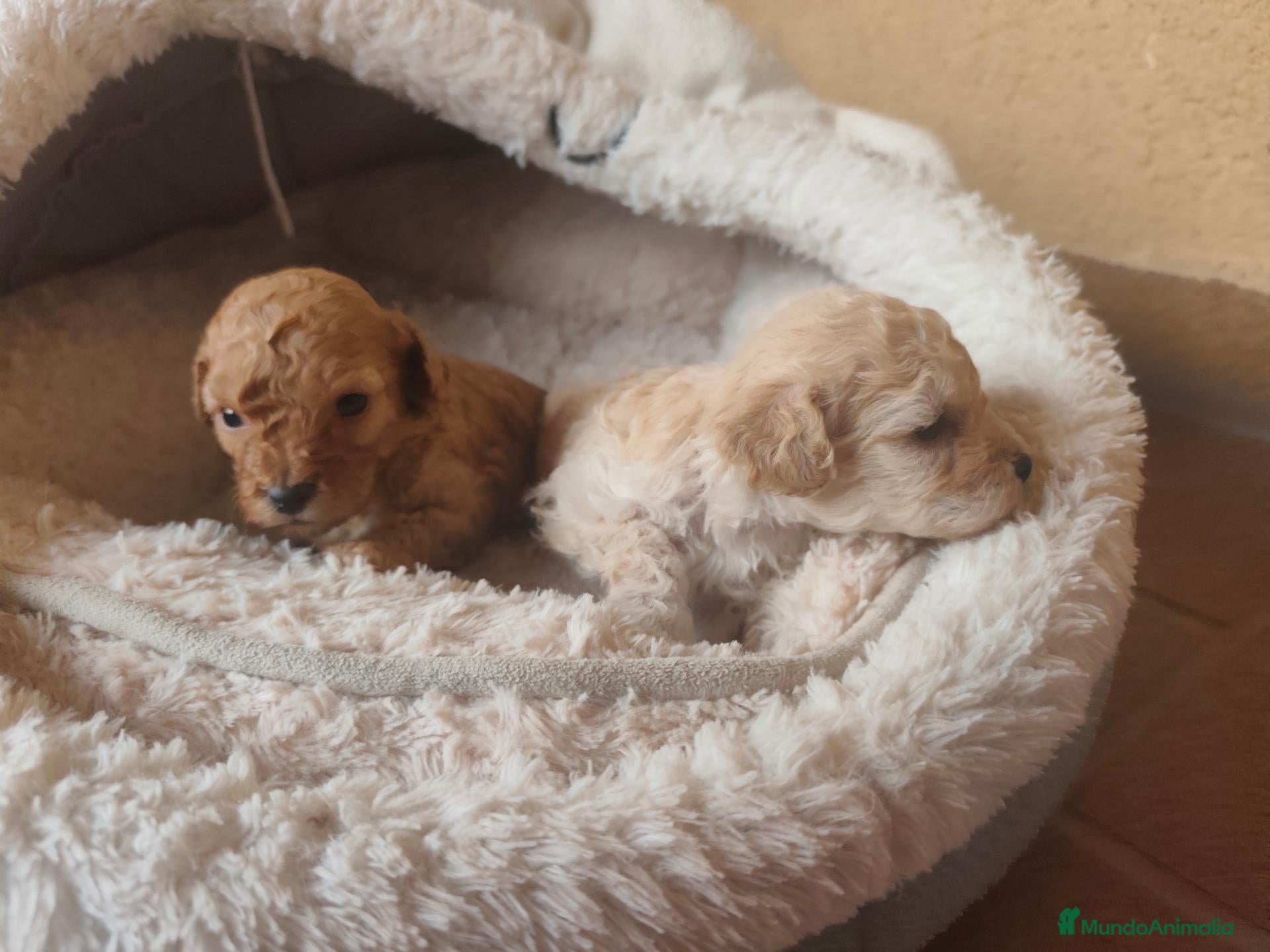 Caniche Toy perros Preciosos Toys APRICOT  - Anuncio 1
