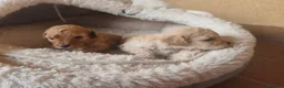 Caniche Toy perros en venta: Preciosos Toys APRICOT  en Toledo - Anuncio 1