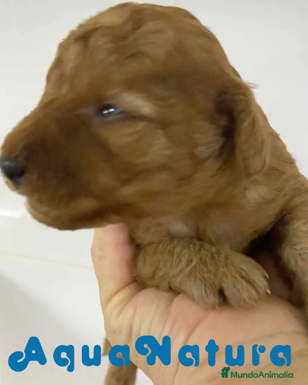 Caniche Enano perros en venta:  Camada Caniche de Barbie y Can - AQUANATURA en Barcelona - Anuncio 5