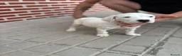 Dogo Argentino perros en venta: Dogo argentino - Anuncio 1