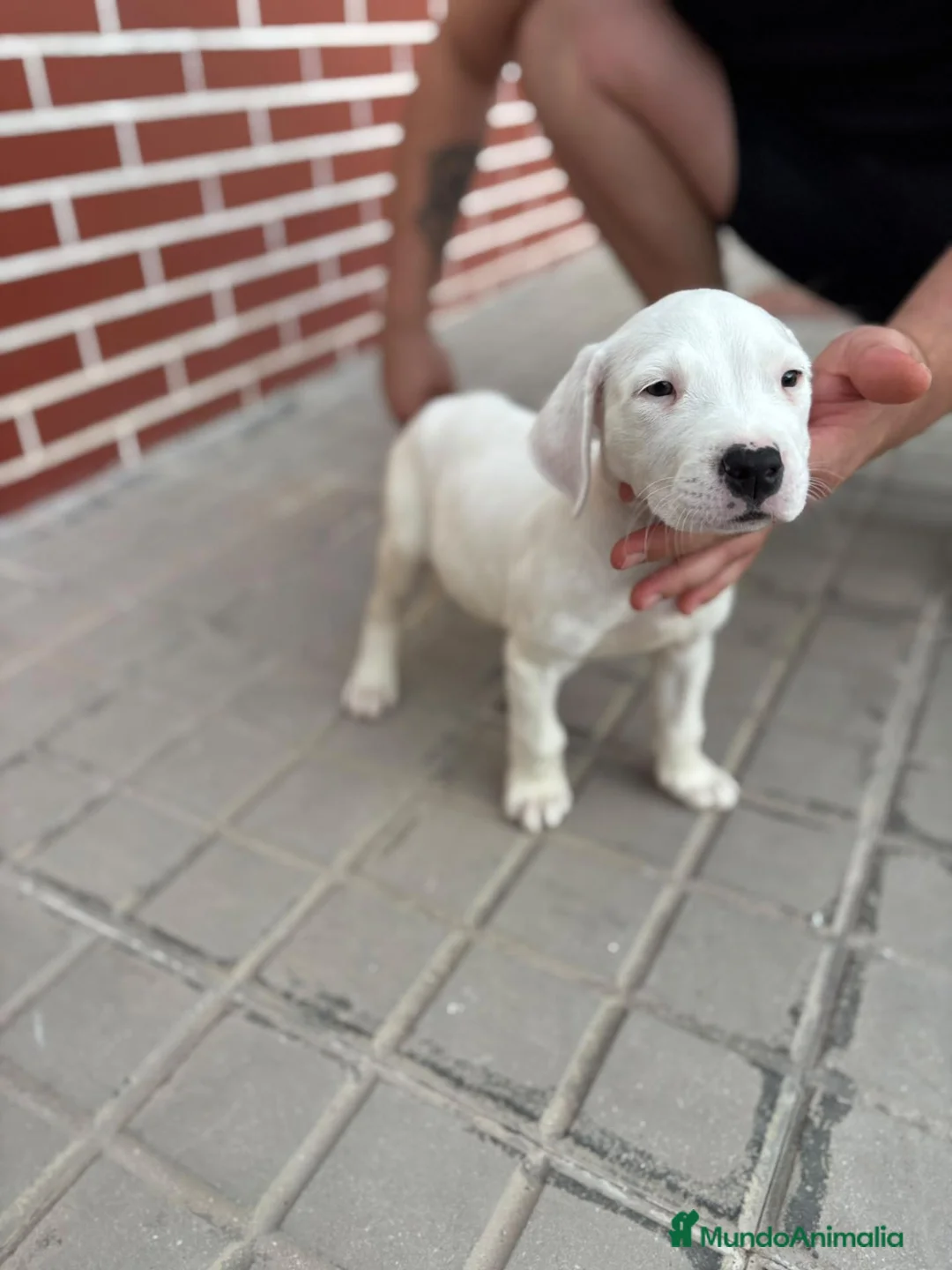 Dogo Argentino perros en venta: Dogo argentino - Anuncio 1
