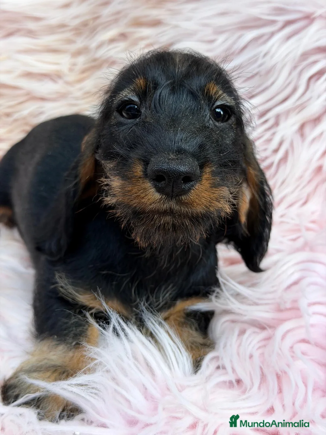 Teckel Miniatura perros en venta: TECKEL PELO DURO MINIATURA IMPRESIONANTES - Anuncio 11