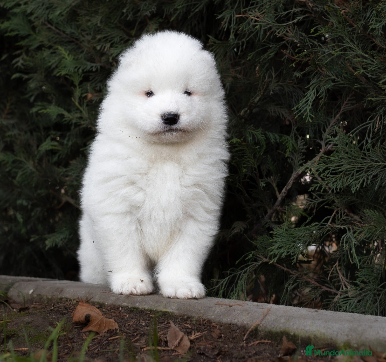 Samoyedo perros Camada Samoyedo - hembras disponibles  - Anuncio 2