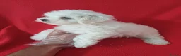 Bichón Maltés perros en venta: Bichon Maltés Americano  - Anuncio 3