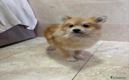 Pomerania perros en venta: OPORTUNIDAD Spitz pomerania  - Anuncio 9