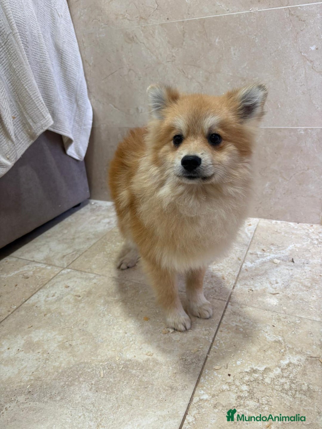 Pomerania perros en venta: OPORTUNIDAD Spitz pomerania  - Anuncio 9