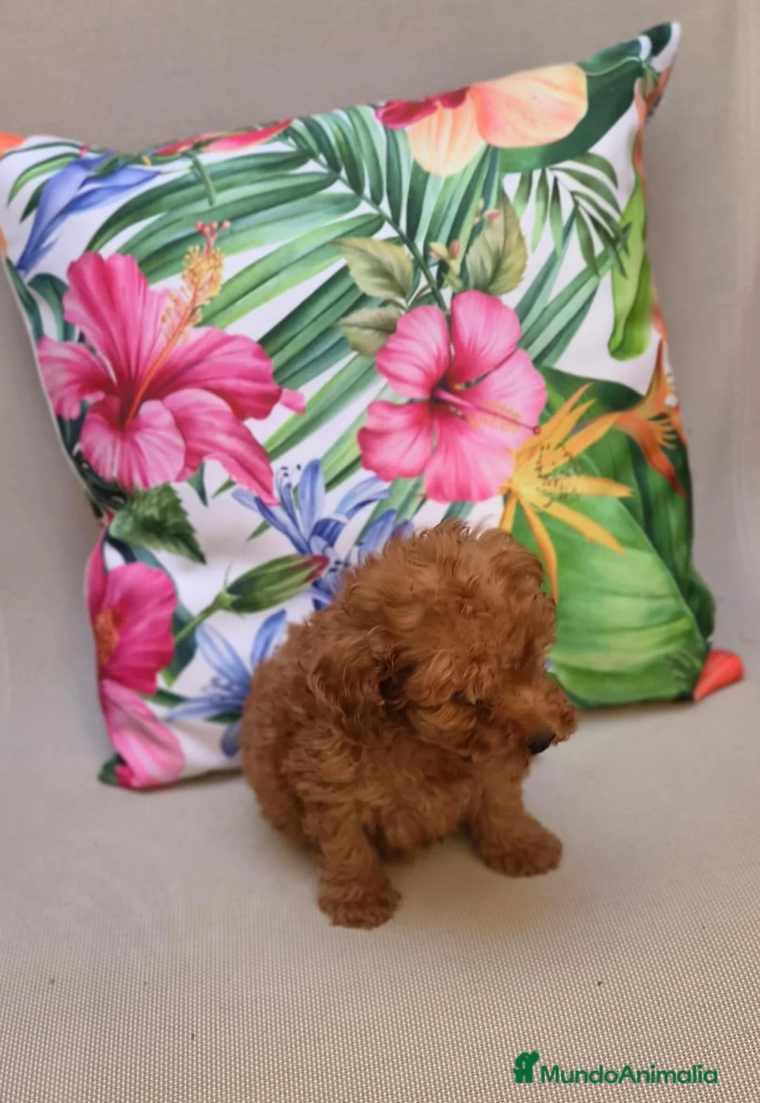 Caniche Toy perros en venta: Caniche toy  - Anuncio 2