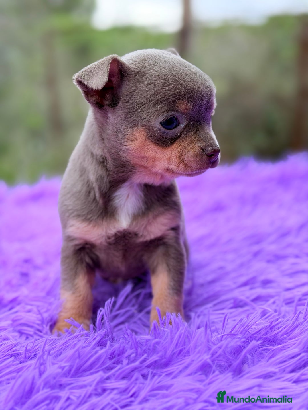 Chihuahua perros en venta: Chihuahua Minitoy  - Anuncio 12