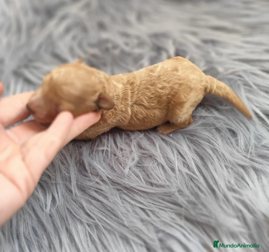 Caniche Toy perros en venta: Caniche toy  - Anuncio 3