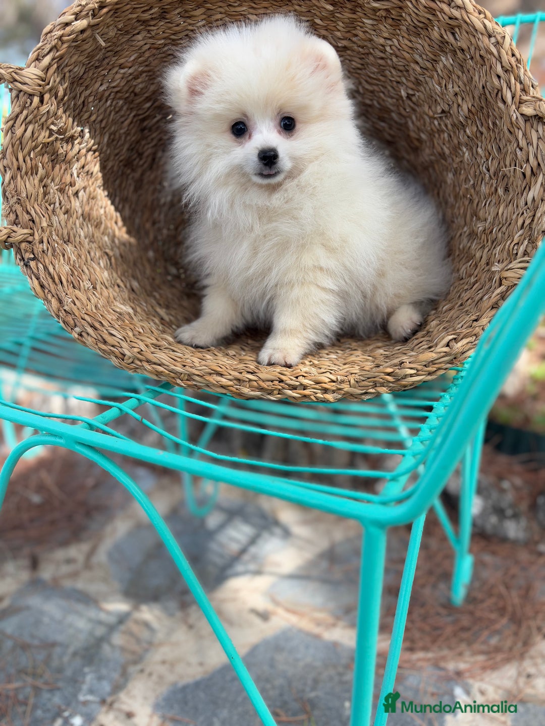 Pomerania perros en venta: Pomerania Mscho listo para entregar  - Imagen 6