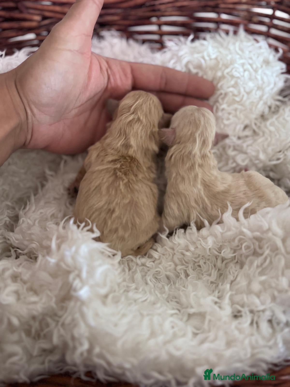 Maltipoo perros MALTIPOO HEMBRA - Anuncio 1