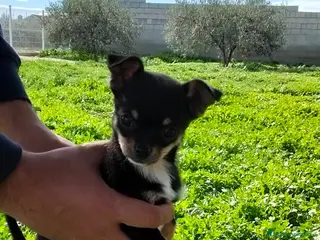 Chihuahua perros PRECIOSA PAREJA DE CHIHUAHUA HEMBRAS - Anuncio 1