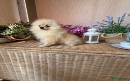 Pomerania perros en venta: Pomerania hembra lista para entregar !! - Imagen 2
