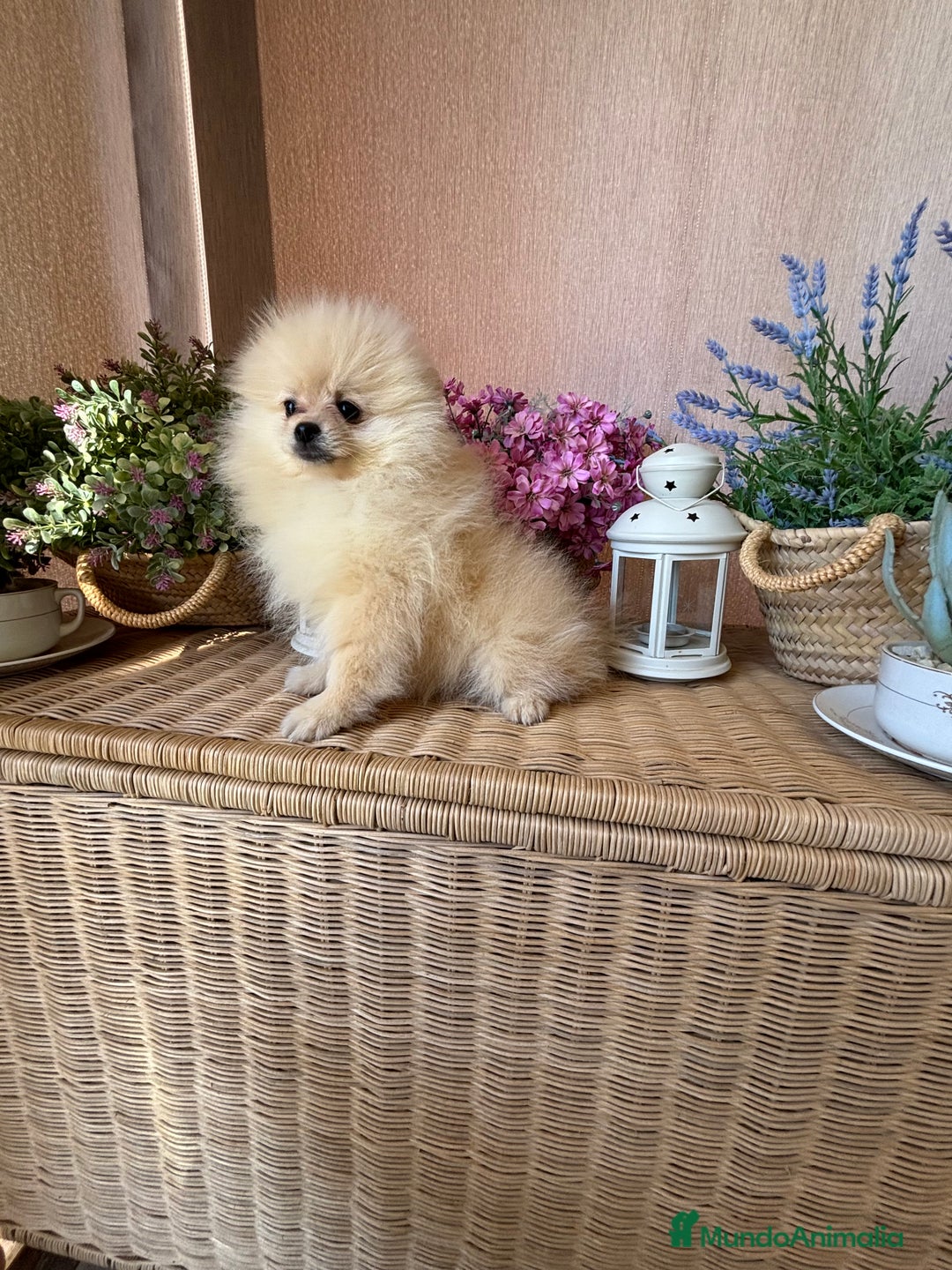 Pomerania perros en venta: Pomerania hembra lista para entregar !! - Imagen 2