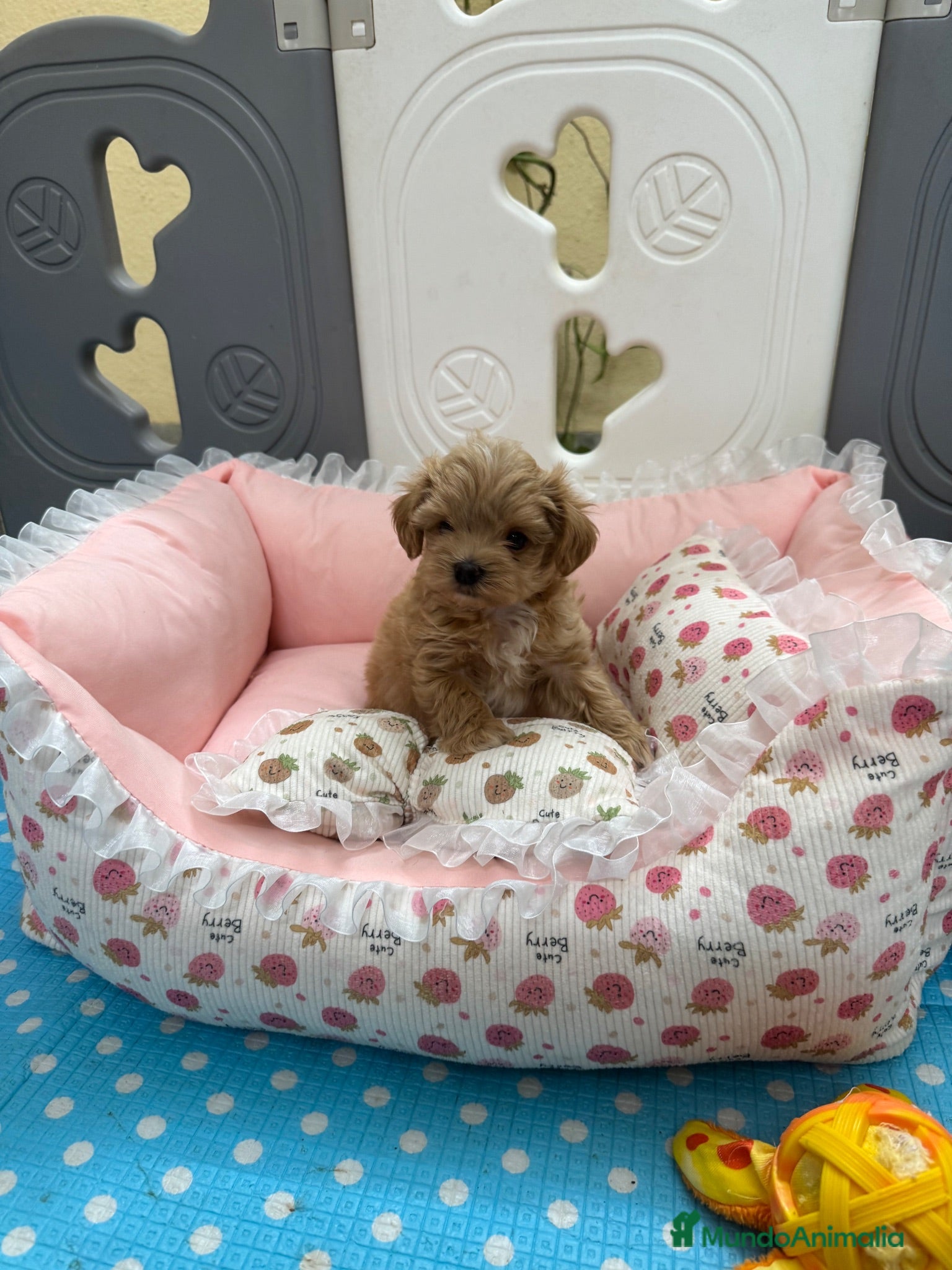 Maltipoo perros Maltipoo Fi hembra - Anuncio 1