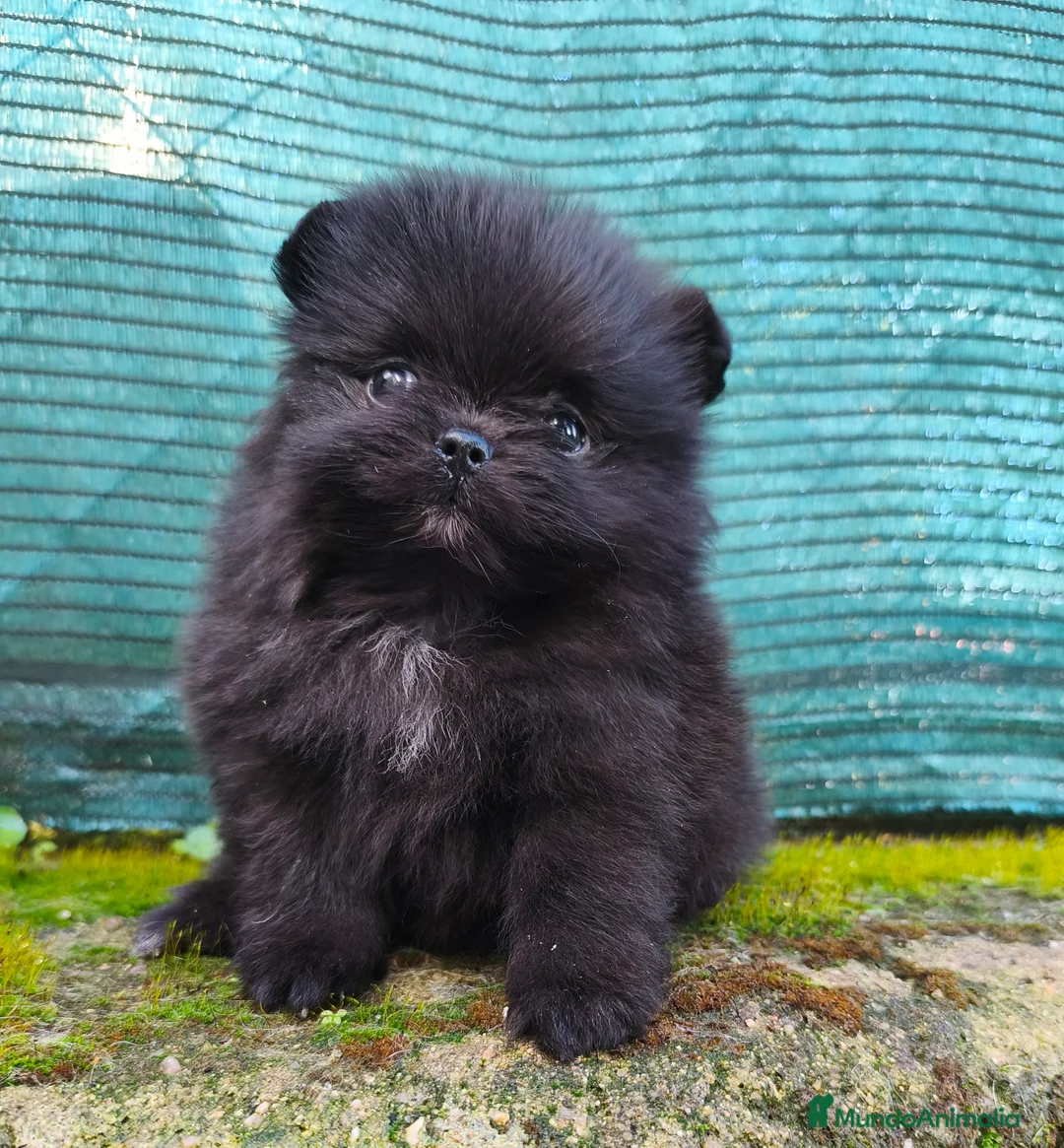 Pomerania perros en venta: Cachorros de línea coreana  - Anuncio 4