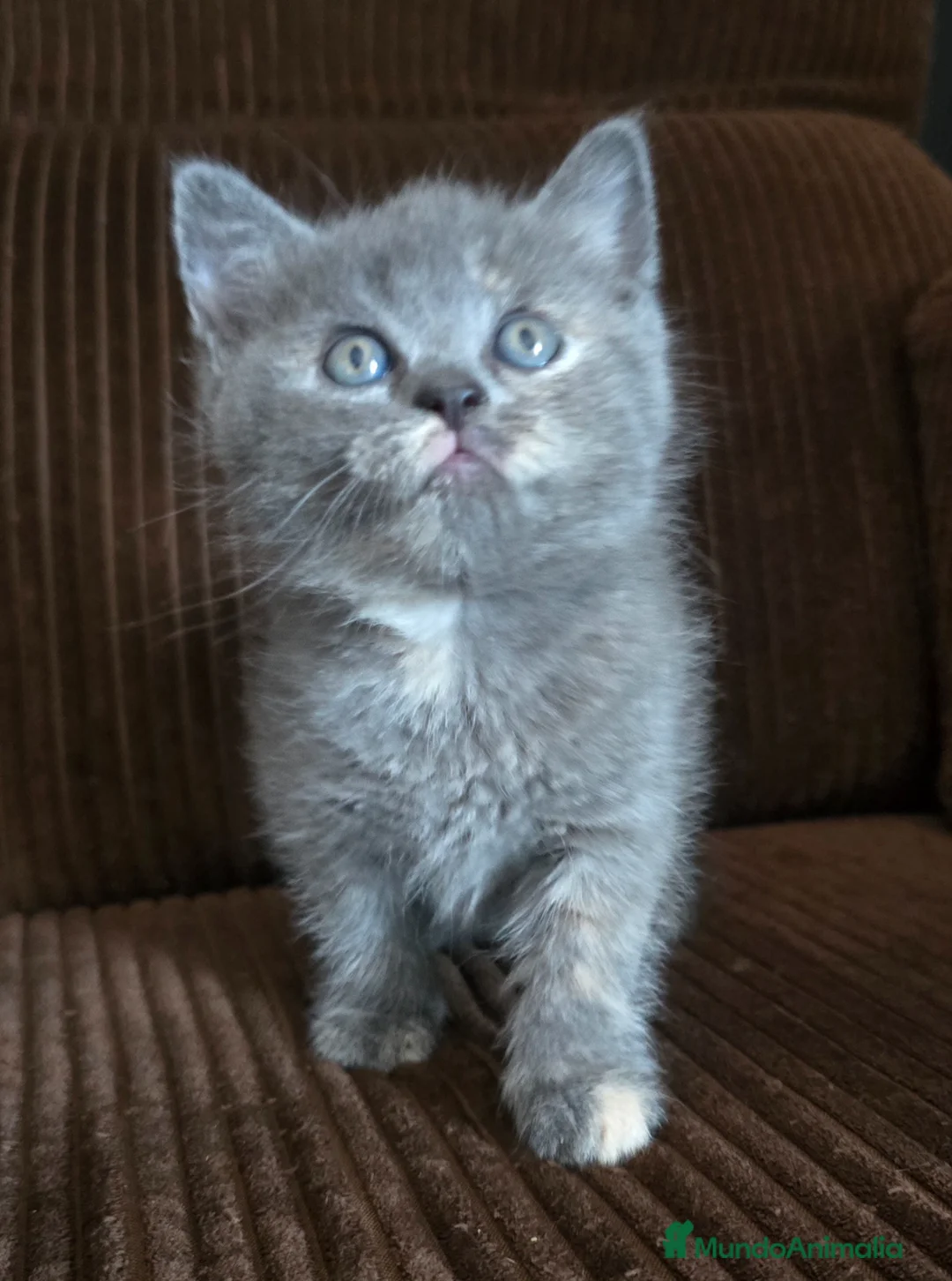 Británico de Pelo Corto gatos en venta: Gatcot.com - Anuncio 1