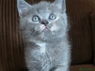 Británico de Pelo Corto gatos Gatcot.com - Anuncio 1