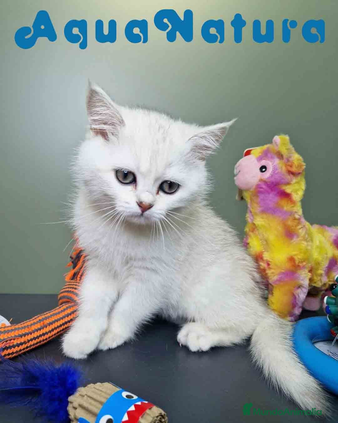 Británico de Pelo Corto gatos en venta: British Macho 7791 AQUANATURA - Anuncio 8