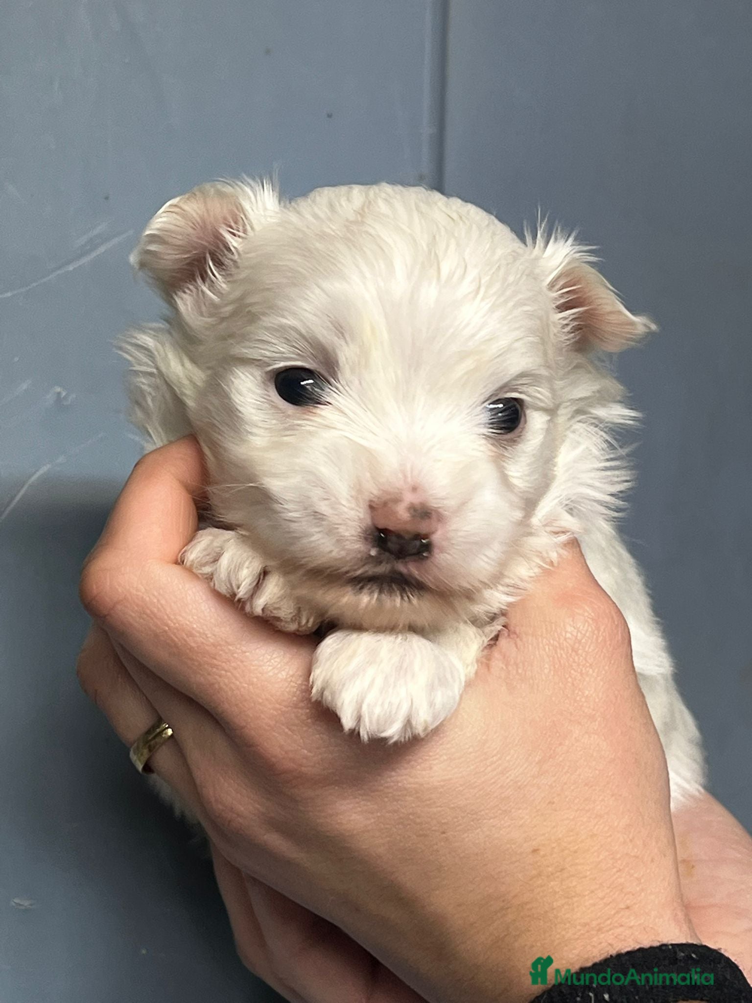 Bichón Maltés perros BICHÓN MALTES TOY NACIONAL en Barcelona - Anuncio 2