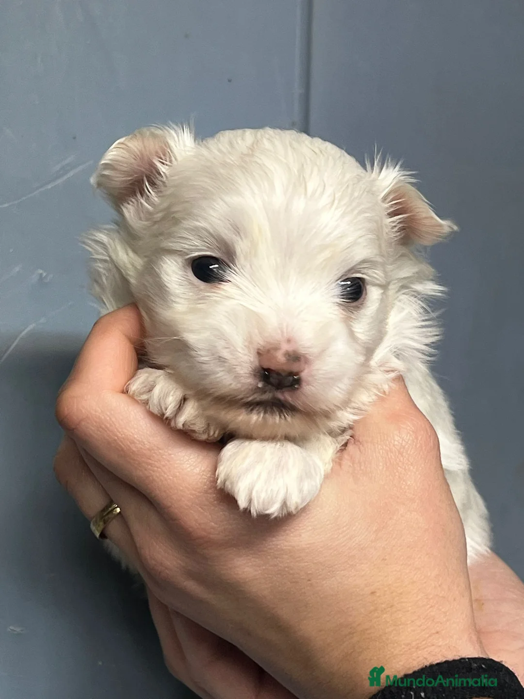 Bichón Maltés perros en venta: BICHÓN MALTES TOY NACIONAL en Barcelona - Anuncio 2