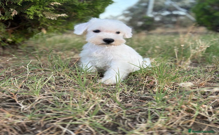 Schnauzer Miniatura perros - Propaganda 13