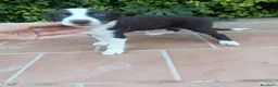 Border Collie perros en venta: Machos Border Collie Chocolate - Anuncio 2